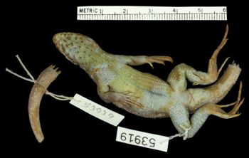 Media type: image;   Herpetology R-53919 Aspect: ventral